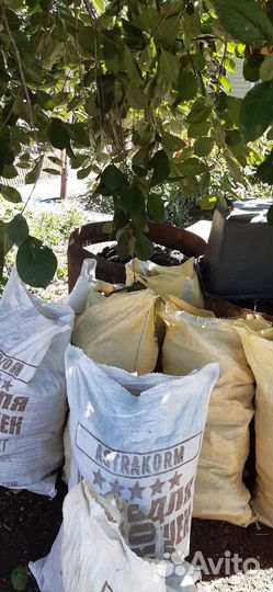 Куриный помёт