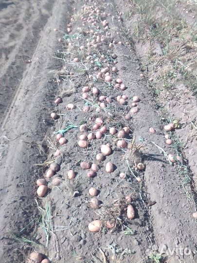 Картофель свежий