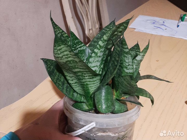 Сансевиерия