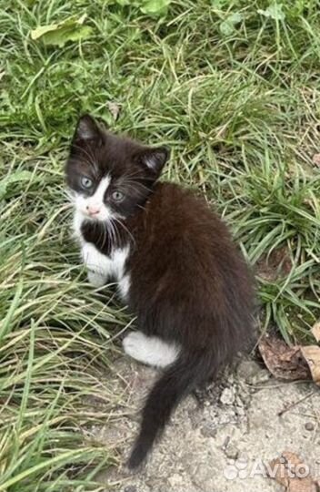 SOS объявление шанс на жизнь для котят 1 месяц