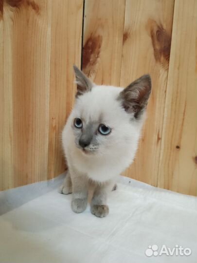 Кошка в дар