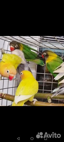 Попугай Неразлучники от 3 мес