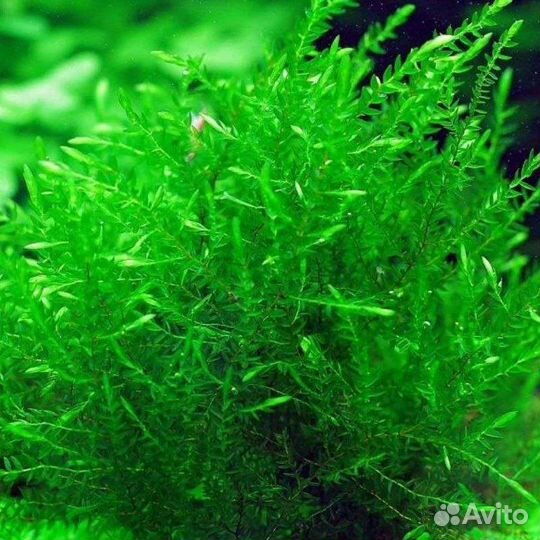 Аквариумные наборы растения гуппи