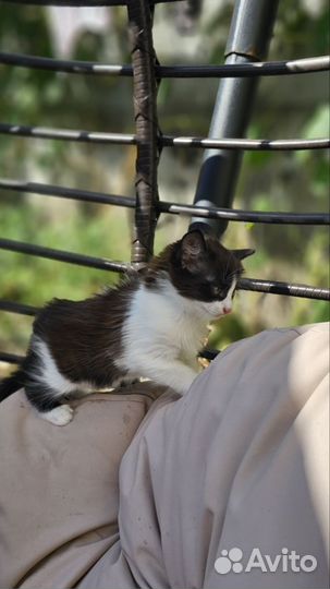 Подарю чудесных котят