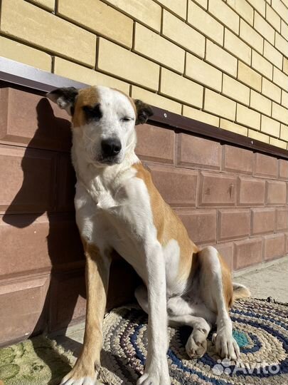 Собака в добрые руки