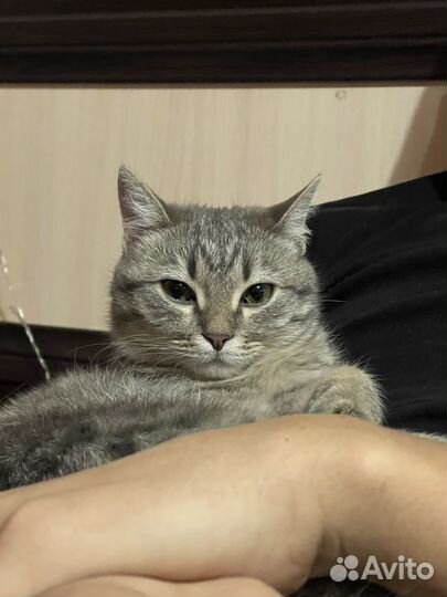 Отдам кота в добрые руки