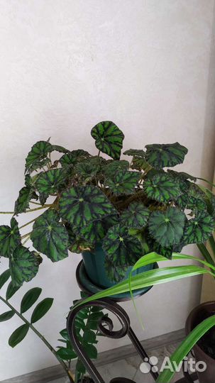 Эухарис, бегония, монстера