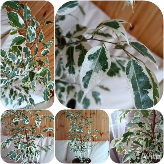 Фикус вариегатный