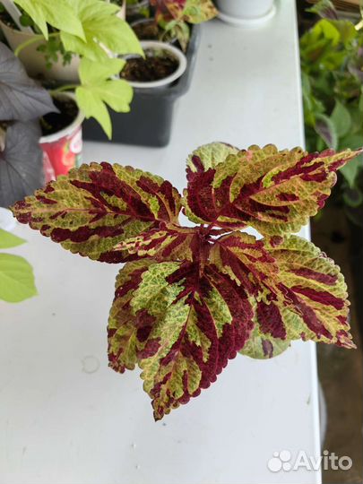 Колеусы вегетативные в горшке