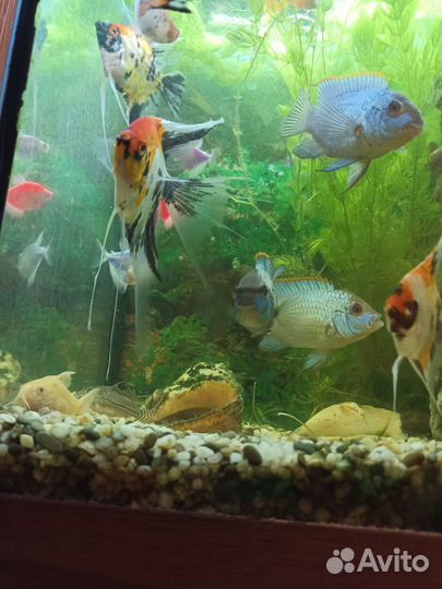 Аквариумные рыбки