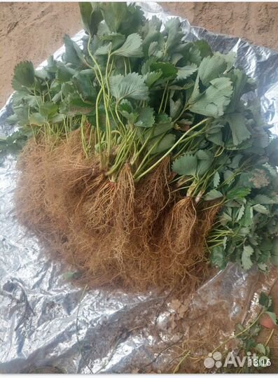 Саженцы клубники