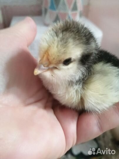 Цыплята несушки подрощенные
