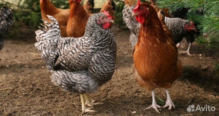 Куры молодки несушки