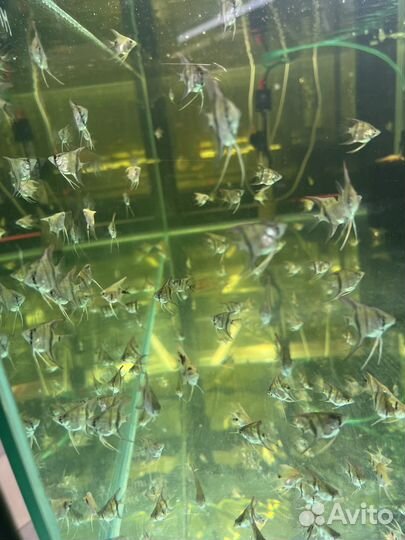 Мальки скалярии