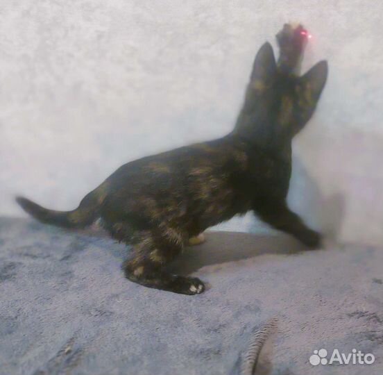 Котенок в дар бесплатно