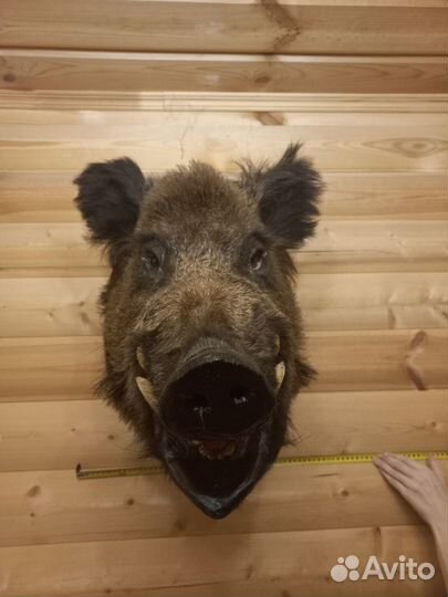 Чучело кабана