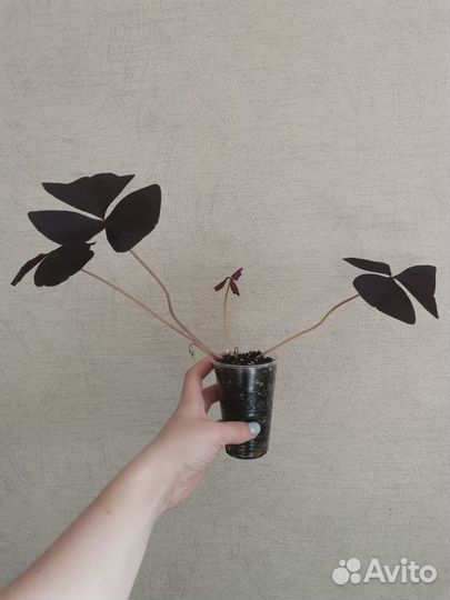 Оксалис Black Velvet