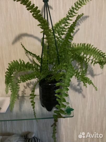 Папоротник нефролепис