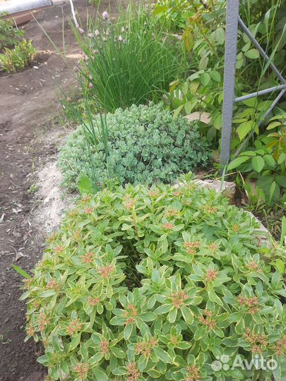 Барвинок/сентябринки / мята / анемона/ лен/очиток