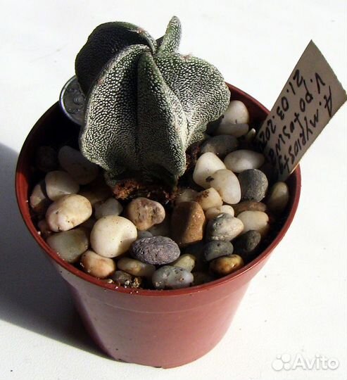 Кактусы Astrophytum