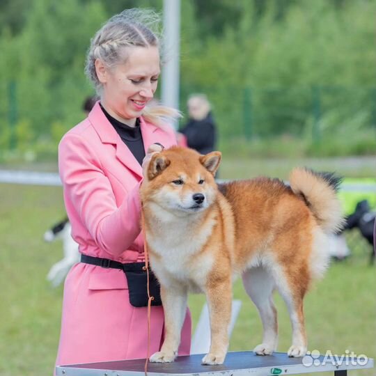 Вязка сиба ину