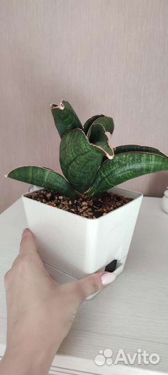 Сансевиерии редкие