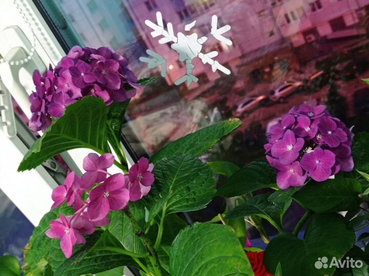 Гортензия крупнолистная (Hydrangea macrophylla)
