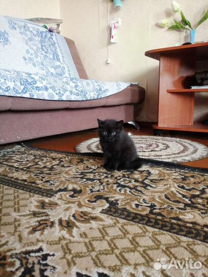 Кошка в дар бесплатно