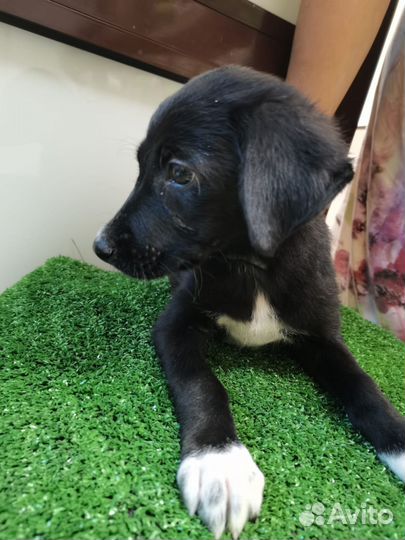 Собака щенок Забава