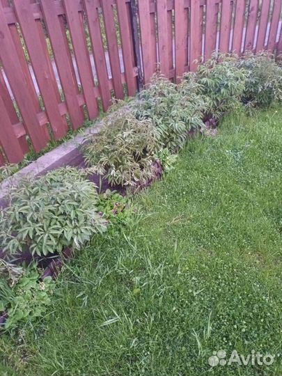 Растения для сада