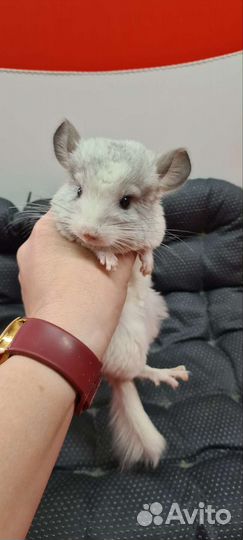 Шиншилла