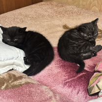 Шотландский прямоухий короткошёрстный котёнок