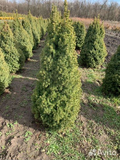 Ель канадская Коника