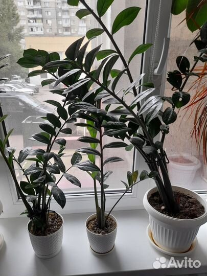 Комнатные цветы