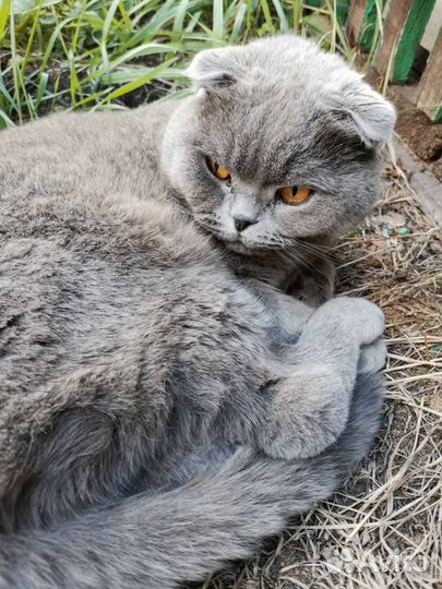 Шотландский вислоухий кот бесплатно