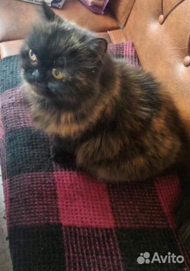 Красоточка