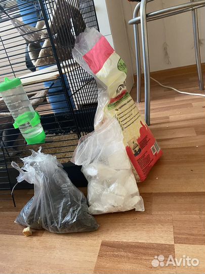 Крыса дамбо