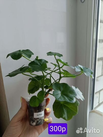 Пеларгония Айс роуз