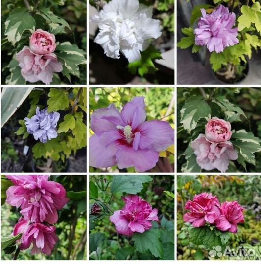 Гибискус уличный разн. виды и сорта
