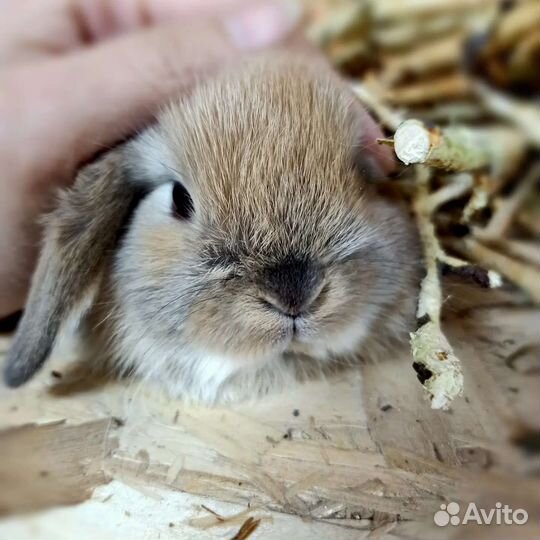 Аренда карликовых кроликов