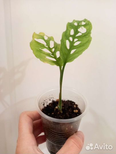 Монстера Obliqua Peru