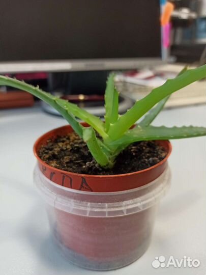 Алоэ столетник