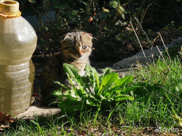 Вислоухая кошка