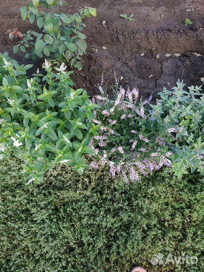 Мята сортовая