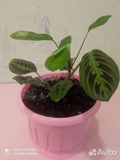 Маранта триколор