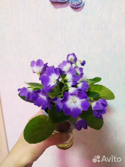 Фиалка цветущая Ness blueberry kiss