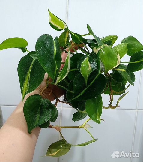 Филодендроны сердечки