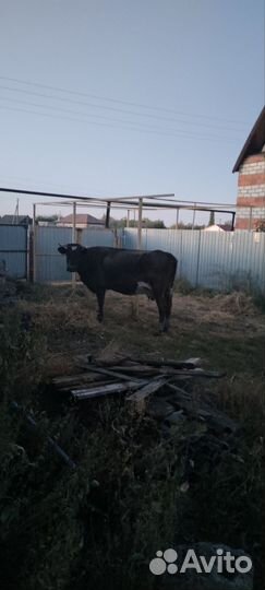 Корова дойная