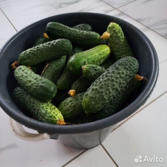 Огурцы домашние