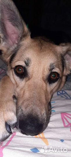 Отдам собачку